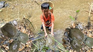 turtle catching skills highland boy khai catch turtles to sell How to find and catch turtles