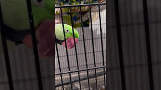 Do not disturb | Alexandrine Parakeet #parrot #cute #alexandrineparakeet #donotdisturb