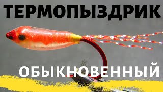 Супер бюджетный  МАЛЁК  или   -ТЕРМО ПЫЗДРИК-