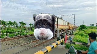 Unique Beautiful MONKEY Headed Trains : Monkey Headed Funny Trains Video