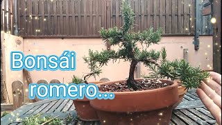 BONSAI ROMERO  🌻🌻ACTUALIZACIÓN ABRIL 2022