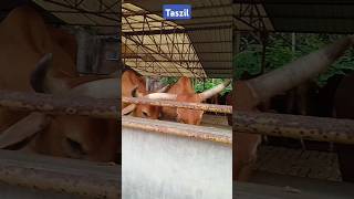 Cows at Gosala Mayapur 🐄📿🐂💥 #Iskcon #Cows #Milk #Curd #Gosala #Prasad #YtShorts #Viral #Trending