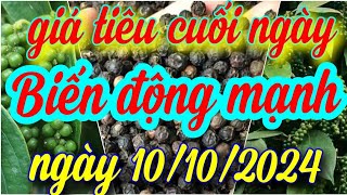 giá tiêu cuối ngày 10/10/2024