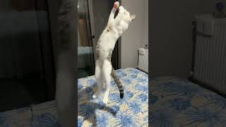 SLOWMOTİON KEDİ ZIPLAMASI#keşfet #slowmotion #cat #catlover #sokakkedisi