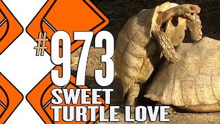 Episode 973 - Sweet Turtle Love | The Whiskey Brothers Podcast