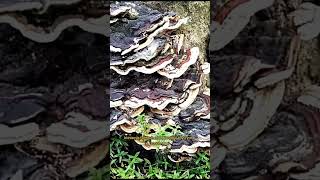 Jamur Ekor kalkun, Turkey tail mushroom kaya manfaat #jamur #shorts