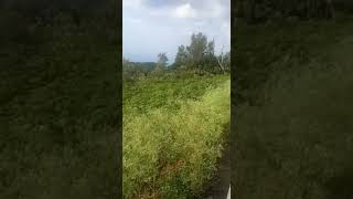 #landforsaleinpachamalai #acre5lacs #lowpriceland #agriculturalland cont 8072660564