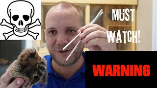 ❌DANGER❌ Never Do These Things to Your Marmoset Monkey #usefultips #monkeycare #vetadvice