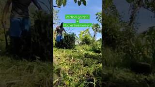 Vertical garden and Native tree nursery