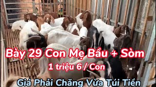 Giá Dê Đang Dần Ổn Định Ai Mua Dê Sinh Sản Thì Xem Tham Khảo Nhé / Nongdan85