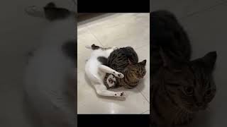 watch me lock your throat#shorts #shortsvideo #youtubeshorts #pets #subscribe #like #cat