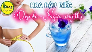 Hoa đậu biếc và những tác dụng thật mà bạn nên biết