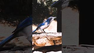 California Scrub-Jay 🐦Sunny Day Seed Snack #californiascrubjay