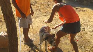 dando um banho de ducha spike