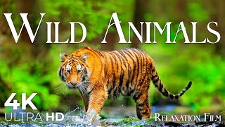 Wild Animals (4K Ultra HD) - Relaxation Film - Peaceful Relaxing Music