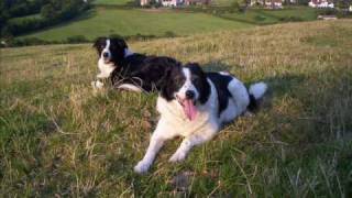 Border Collie