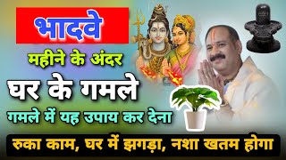 भादवे माह घर के गमले में यह उपाय कर देना घर में यह 3 चीज कभी नही आयेगी | Pradeep Mishra Sawan Upay