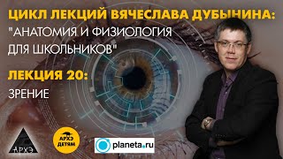 Вячеслав Дубынин: "Зрение" (Лекция 20)