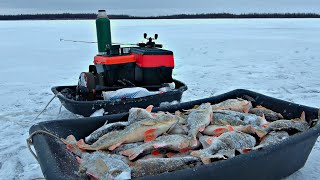 ОПУСТИЛ ПРИМАНКУ ТУДА, ГДЕ РЫБЫ ТОННЫ!! Пожарили картошку и переночевали в палатке! Первый лёд .