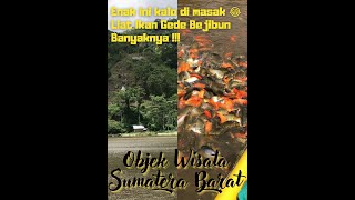 WAJIB KESINI !! LIAT IKAN BANYAK DI SONSANG TIRTASARI KAMANG | OBJEK WISATA SUMATERA BARAT | #shorts