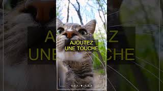 Le jeu étonnant qui ravirait tous les chats cet été !