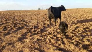 February 24th we had a bull Angus calf