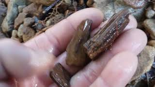 Fossilized wood in the tailings from the Secret Girl Diggins in West Virginia