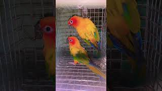 sun cannur parrots shorts vlogs my YouTube channel subscrabe🙏🙏