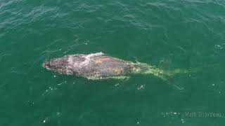 Entangled humpback whale off Orange County August 2018