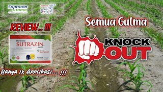 REVIEW & HASIL Herbisida untuk tanaman JAGUNG