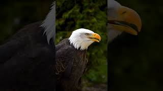 sound of an eagle #animals #beautiful #shorts #love #cute #dangerous #eagle