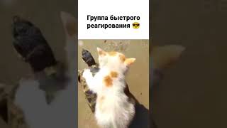 Группа быстрого реагирования 😎 смешной кот и черепаха