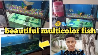 BEAUTIFUL MULTI COLOR FISH ALL COLOR FISH  VLOG VIDEO