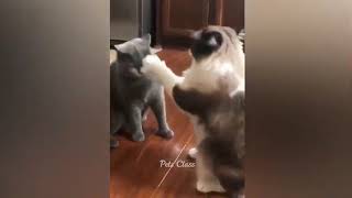 TRY NOT TO LAUGH 2😆 Best Funny Videos Compilation FUNNYEST VIDEOS funny cats and dogs videos