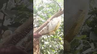 Honey Harvesting - Bee Master in Taiwan Ep-148 By Sarvaivel Rad