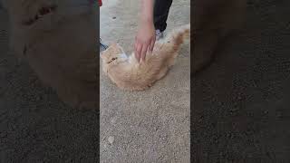 A playful cat #shorts #shortvideo #viral #viralshort #trending #trendingshorts #cat #catlover #pets