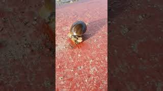 Snail Near My House #shorts #shortvideo #snails #dhevaharini #alwaysbeunsatisfied #chellasvlogs