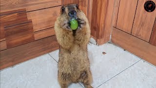 baby marmot asked me for a grape