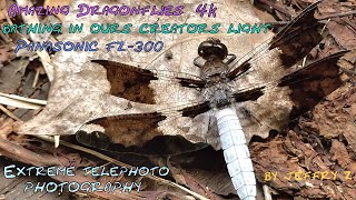 Amazing Dragonflies bathing in our creators golden light 4K, Panasonic fz300 Extreme telephoto macro