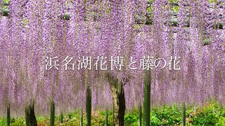 【浜名湖花博の花々】浜名湖花博で色とりどりの花が咲き誇る 2024