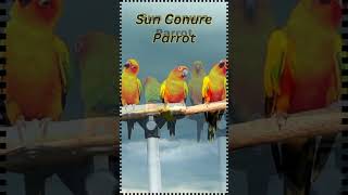 Sun Conure Parrot#shorts #birds #parrot #parrottalking #birdwatching #bird #birdsounds #nature