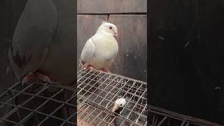 jama masjid kabootar market delhi #jamamasjid #kabootar #pigeon #viral #youtubeshorts #shorts