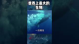 世界上最大的生物TOP3！