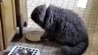 hungry-cat-is-on-strike.flv