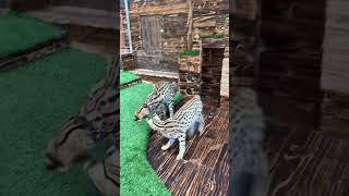 CAT HOTEL | SERVAL | KUCING SULTAN‼️#kitten #servalcat #kucinglucu