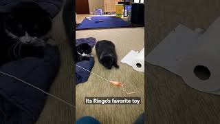 Playtime With Ringo's Favorite Toy