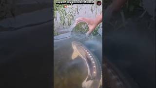 What? sturgeon fish into the bottle #bewin05 #fishing #animals