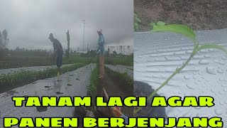 MELIHAT PERKEMBANGAN CABE LANJUT TANAM KACANG PANJANG