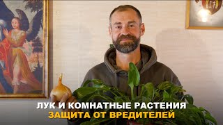 ЛУК И ЧЕСНОК БУДУТ ХОРОШО ХРАНИТЬСЯ. Общие враг лука и домашних растений. Хранение лука и чеснока.