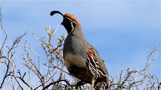 Gambel's Quail Bird - Four Different Calls